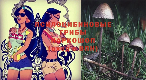 стаф Инта